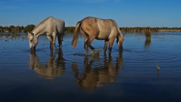 Białe konie kamuflażowe, Camargue, Francja - Materiał filmowy, wideo