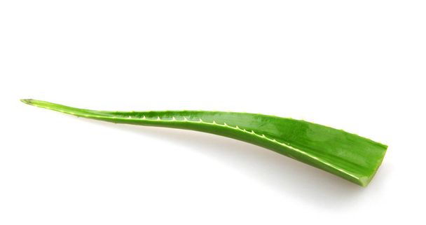 Алоэ вера растение изолированы на белом фоне. Алоэ вера - суккулентный вид растений рода Алоэ. Культивируется в сельском хозяйстве и медицине - Фото, изображение