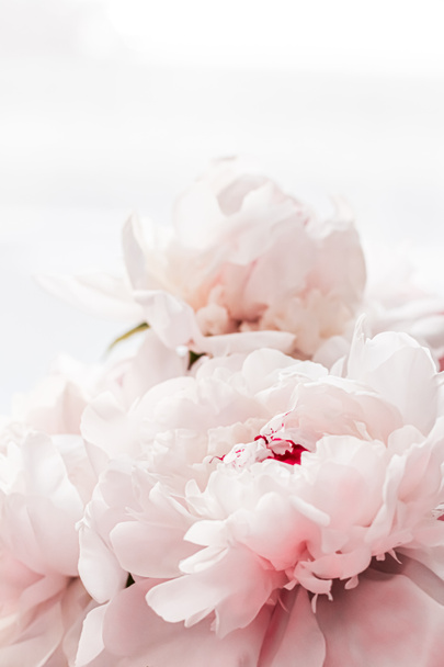 Csokor bazsarózsa virágok, mint a luxus virágos háttér, esküvői dekoráció és esemény márka - Fotó, kép