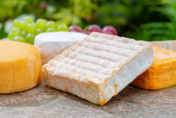 Colección de quesos franceses, Riche de Saveurs amarillo, Vieux Pane y Le peche des bons peres quesos servidos con uvas sobre plato de mármol al aire libre en jardín verde
 - Foto, imagen