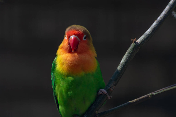 Colorful Fichers lovebird from Tanzania, Africa close up - Photo, Image