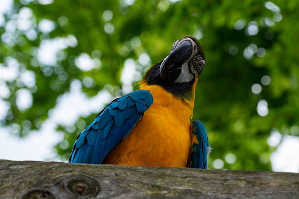 Macaw kék-sárga papagáj, hosszú farkú színes egzotikus madár közelről - Fotó, kép