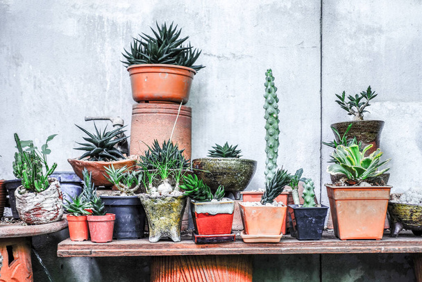succulents in pots on wooden shelf - Photo, Image