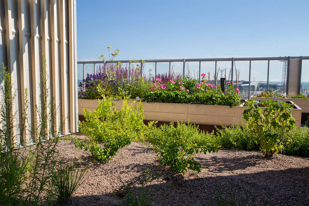 Roof Garden is a residential building near the port of Helsinki and the Baltic Sea. Sunflowers and other plants in special tanks - . Helsinki University Project - Garden Without Watering - Fotografie, Obrázek