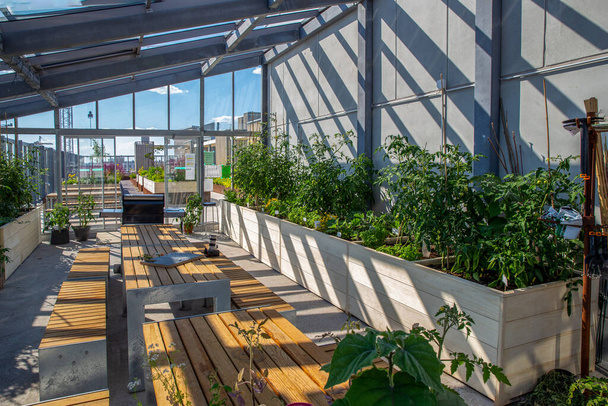 Greenhouse on the roof  of residential building  in Helsinki  . Sunny day at summer ! - Fotó, kép