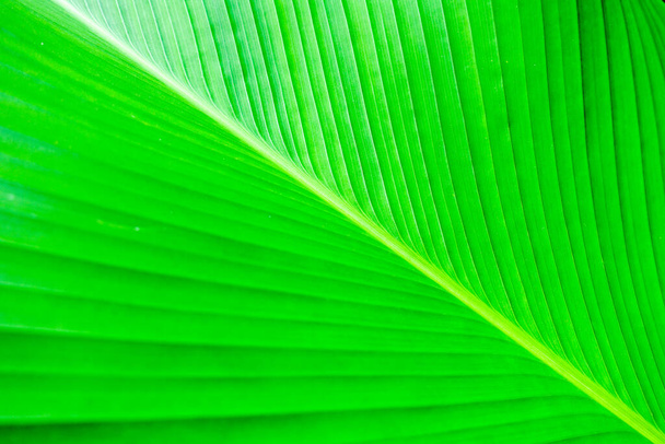Green leaves close up, natural background                               - Photo, image