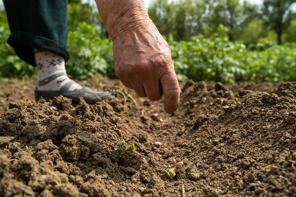 Close up a portata di mano di donna contadina piantare semi di fagioli sul campo semina
 - Foto, immagini