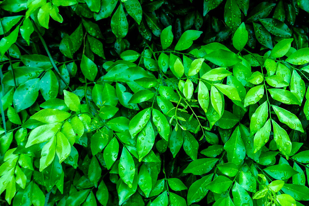 Green leaves close up, natural background                               - Photo, Image