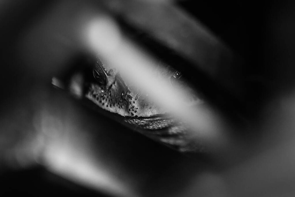 Жаба Фергюсона (Bufo fergusonii) в прошлом амфибия Шнайдера (Dutaphrynus melanostictus) в Шри-Ланке и Индии. Изображение ночью на темном фоне
. - Фото, изображение