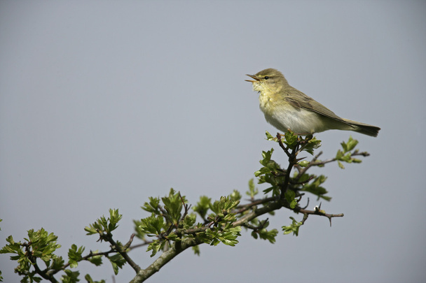 Willow warbler, Phylloscopus trochilus - Photo, Image