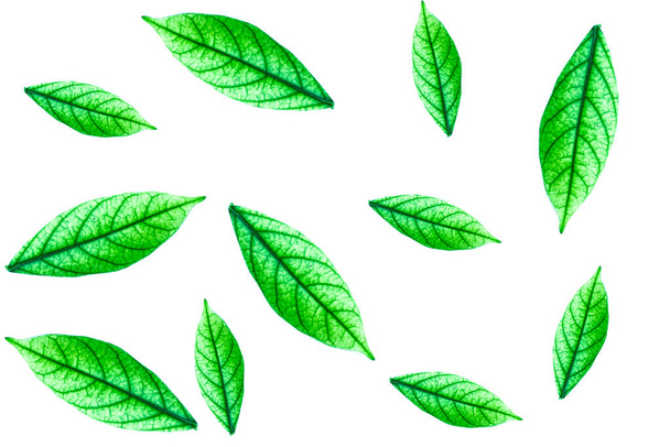 foglie verdi di un albero - Foto, immagini