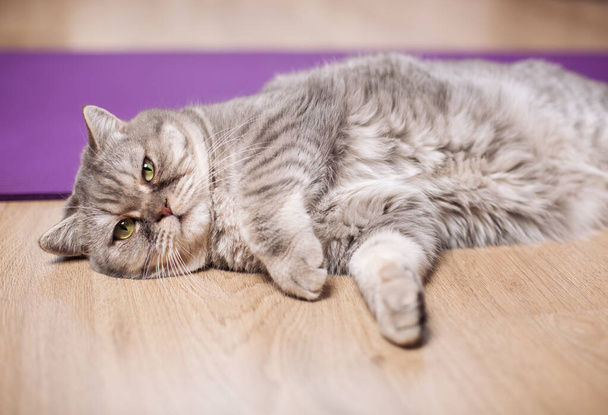 El gato gordo está acostado en la alfombra de entrenamiento. Gato hetero escocés gris yace en el suelo. Concepto de aislamiento durante la epidemia de coronavirus y entrenamiento físico en el hogar
. - Foto, Imagen