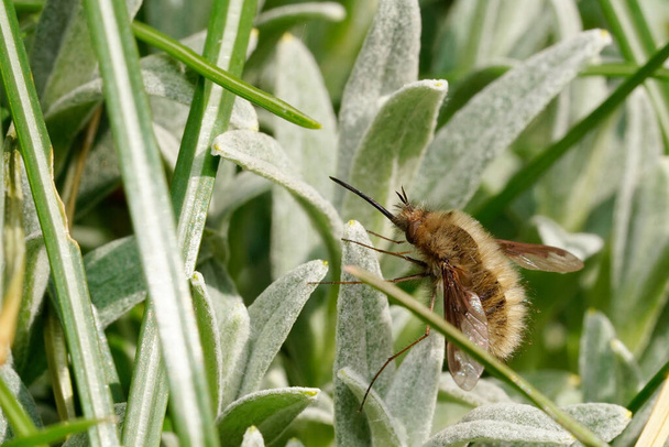 Bombylius major (yleisesti nimeltään suuri mehiläinen-lentää tai tumma-särmäinen mehiläinen-lentää) - Valokuva, kuva