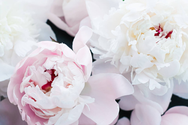 Blooming peony flowers as floral art background, botanical flatlay and luxury branding - Photo, Image