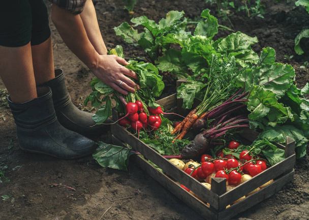 Farmář skládající čerstvou zeleninu v dřevěné krabici na farmě při západu slunce. Ženské ruce držící čerstvě sklizené. Zdravé ekologické potraviny, zelenina, zemědělství, zblizka - Fotografie, Obrázek