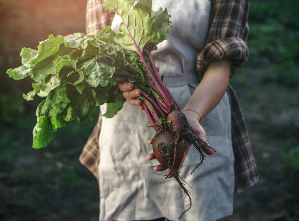 Farmers holding fresh beetroot in hands on farm at sunset. Woman hands holding freshly bunch harvest. Healthy organic food, vegetables, agriculture, close up - Photo, Image