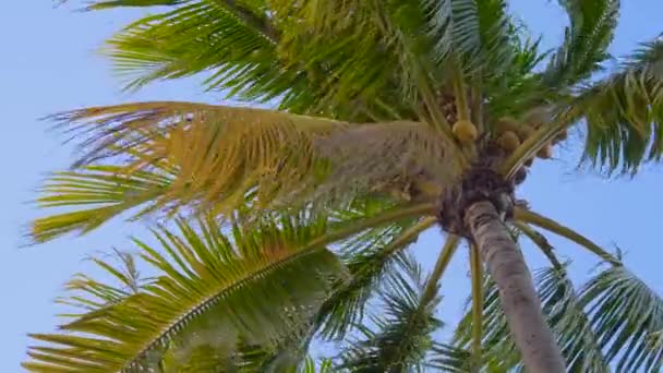 Bottom view shoot of palm trees with coconuts - Footage, Video