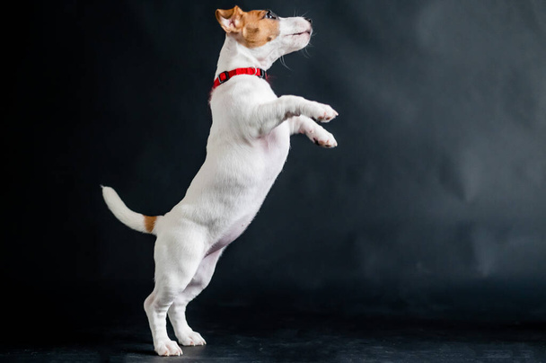 Cute little dog joyfully jumps and plays on a black background in the studio. Thoroughbred shorthair puppy Jack Russell Terrier in motion. - 写真・画像