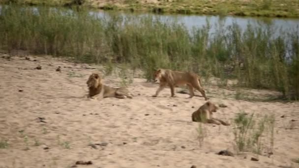 Η αγέλη των λιονταριών κείτεται στην κοίτη του ποταμού στην έρημο της Αφρικής - Πλάνα, βίντεο