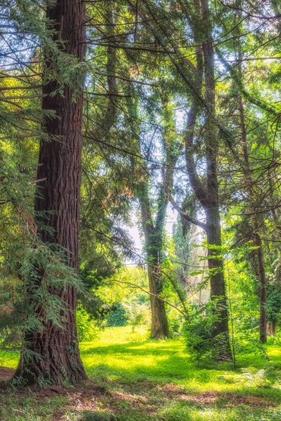 Forest of straight Cryptomeria trees, or Japanese cedar in sunset light. Dense forest of Cryptomeria trees. Cryptomeria japonica, Japanese cedar or Japanese redwood - Fotó, kép