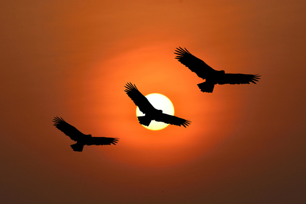 Aigle volant
 - Photo, image