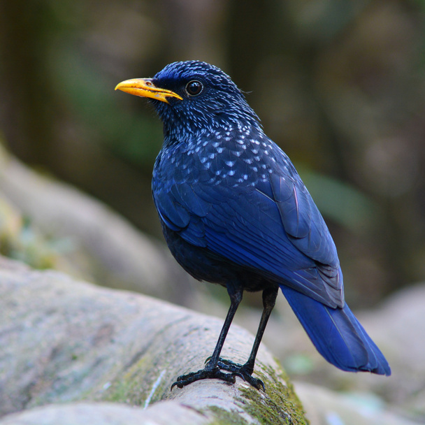 Grive sifflante bleue oiseau - Photo, image