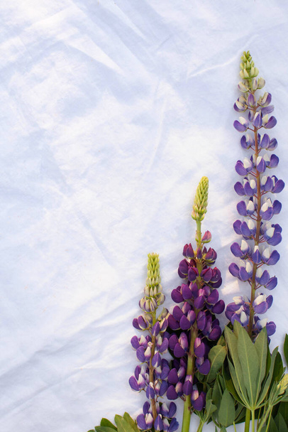 Flatlay The spring flower of the lupine. Greeting card with a bouquet of lupins. Copy space. High quality photo - Foto, Imagen