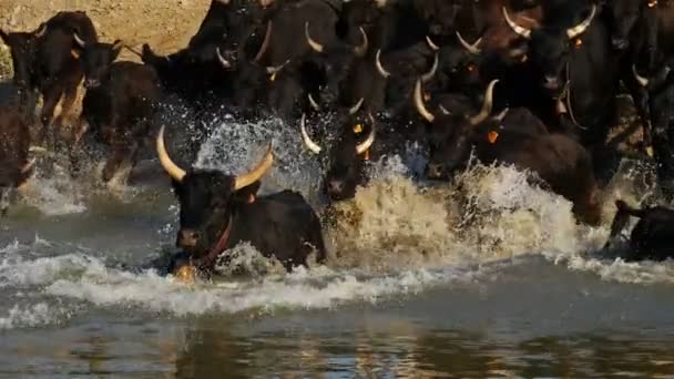 Camargue bulls, Bos taurus, Petite Camargue, Gard, France. Bulls crossing a river. The traditional horse riders following on camargue horses - Footage, Video