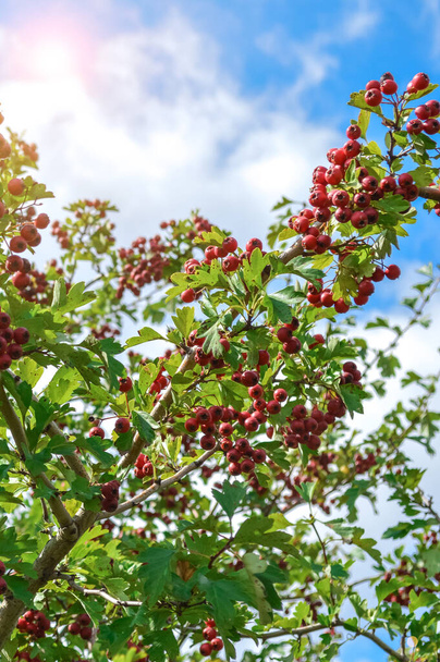 Red Hawthorn Meyvesi yakın plan. doğal yeşil bir arka planda çalı filizleri. - Fotoğraf, Görsel