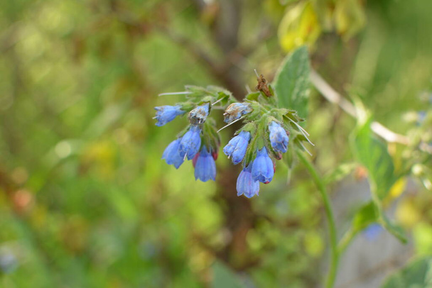 Symphytum caucasicum, Caucasian Comfrey (also known as comphrey) has long been known as a medicinal herb, and it was cultivated by ancient civilisations for its powerful properties. Blue flower. - Photo, Image