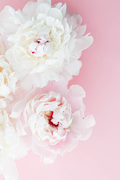 ピンクの背景に花アートとして白い牡丹の花、結婚式のフラットと高級ブランド - 写真・画像
