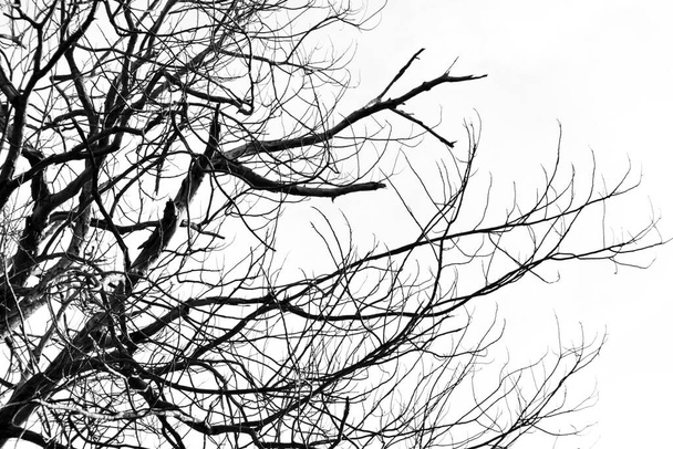 silueta de ramas de árboles contra el cielo
 - Foto, Imagen