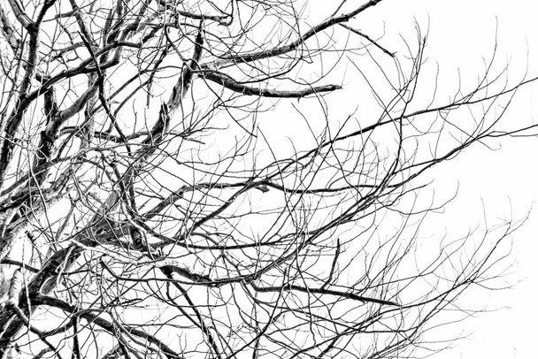 ramas de árboles sobre un fondo del cielo
 - Foto, Imagen