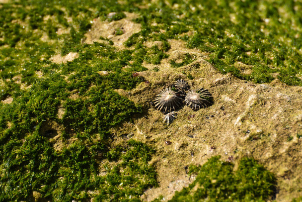 Κοχύλια και βρύσες στο Coastal Rock (Patellidae sp. ), Mossel Bay, Νότια Αφρική - Φωτογραφία, εικόνα