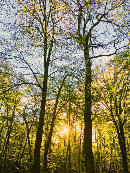Frühling Waldlandschaft bei Sonnenuntergang oder Sonnenaufgang - Foto, Bild