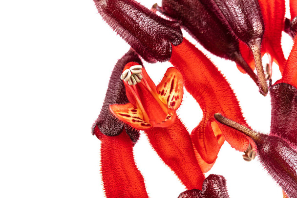 Flor de lápiz labial rojo. Planta de lápiz labial (Aeschynanthus radicans jack
) - Foto, imagen