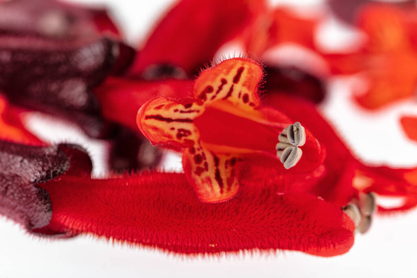 Rouge à lèvres Fleur. Lipstick Plant (Eeschynanthus radicans jack) - Photo, image