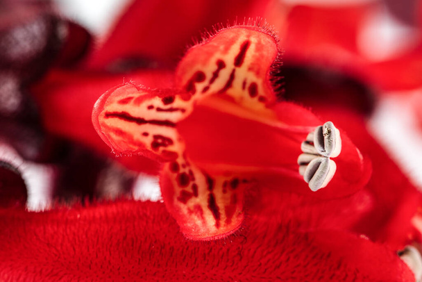 Rouge à lèvres Fleur. Lipstick Plant (Eeschynanthus radicans jack) - Photo, image