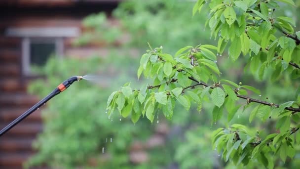 Sluiten van het besproeien van de bladeren van fruitbomen met een milieuvriendelijke oplossing in de vroege ochtend - Video