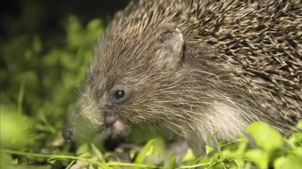 Hedgehog alimenta-se à noite, come larvas de insetos cavadas no jardim
. - Filmagem, Vídeo