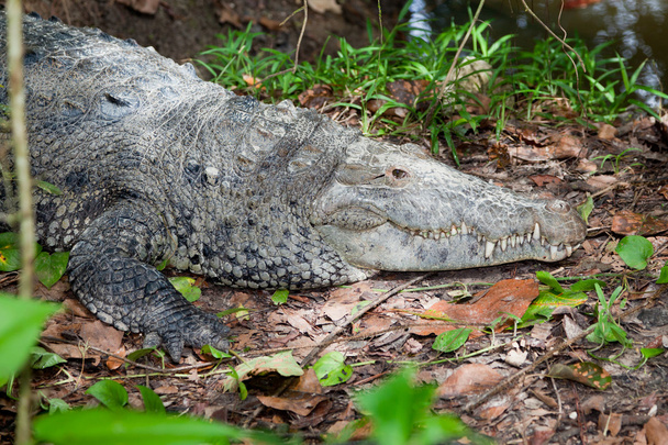 Крокодил профілю
 - Фото, зображення