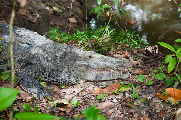 Crocodile avec bouche ouverte
 - Photo, image