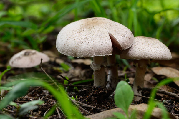 Close up shot of wild mushrooms in nature - Photo, Image