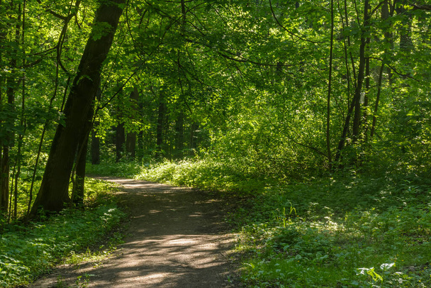 A hot summer day in the Nevsky Forest Park in the Leningrad Region.  - 写真・画像