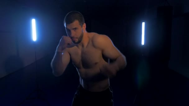 boxer on a dark background with a blue backlight - Záběry, video