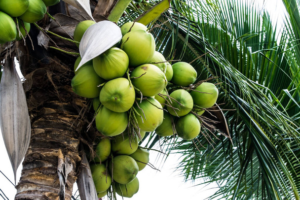 Coconut on the tree - Photo, Image