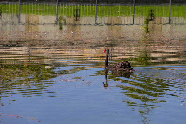 Cisne negro flotando en la superficie del lago
 - Foto, imagen
