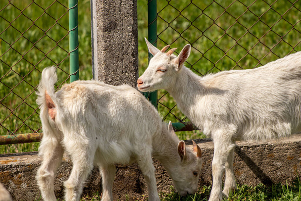 Две маленькие козы пасутся на поле - Фото, изображение