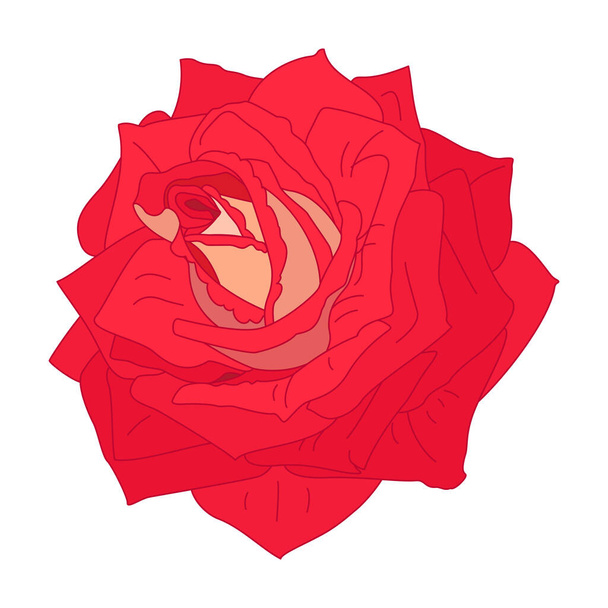 vector rose flower clip art on white isolated background - ベクター画像