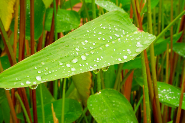 Kropelka wody z kropel deszczu na roślinę liściastą świeżej zielonej wody lub płomień ognia, przykryć całą ulotkę, na rozmytym tle - Zdjęcie, obraz